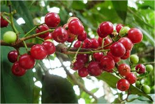 Buni fruit began to be rare