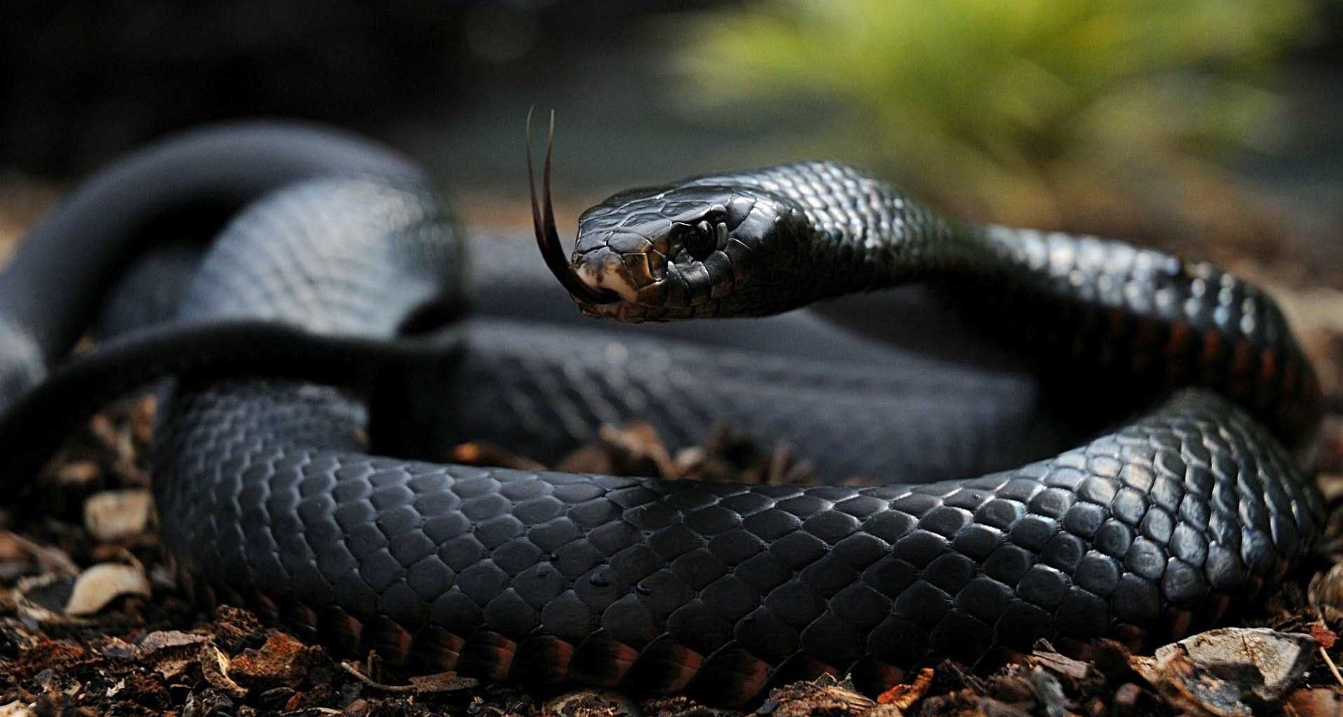 Most Dangerous and Venomous Snakes in the World..