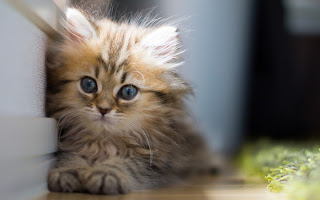 Cute Little Feathery Cat