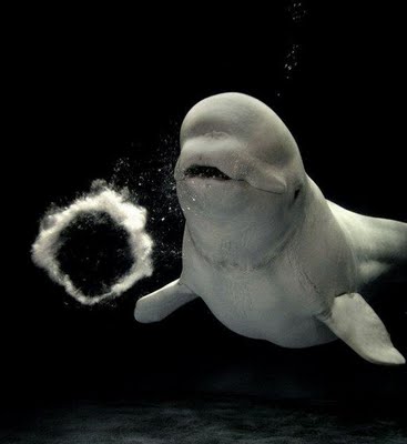 beluga whale facts for kids. cute eluga whale pictures.