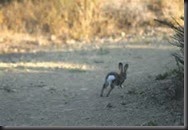 Tons of Rabbits
