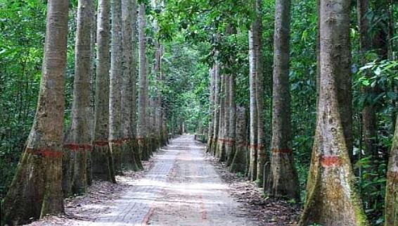 Lawachara National Park