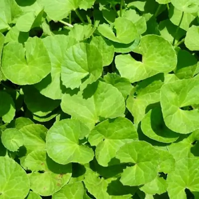 Centella Asiatica