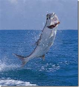 tarpon
