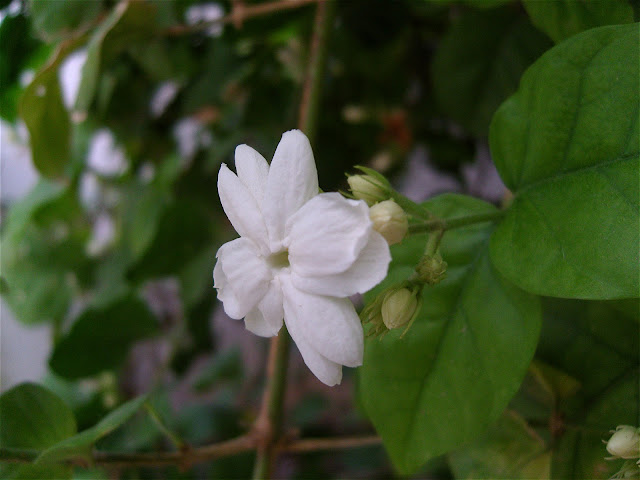 ফুলের পিকচার