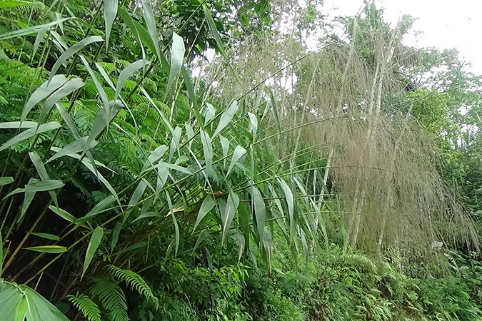 Dlium Broom grass (Thysanolaena latifolia)