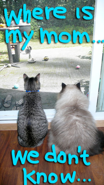 cats-waiting