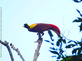 Watching paradise bird in Waigeo island of Raja Ampat