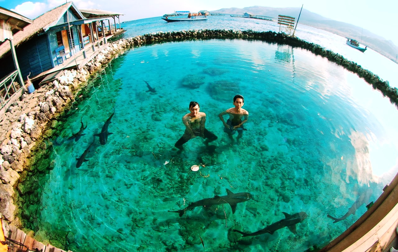 Berenang Bersama Hiu Jepara