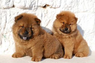 Chow Chow