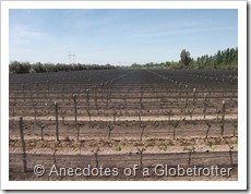 Vineyards
