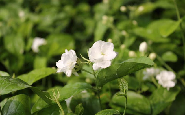 Jasmine Flowers Pictures