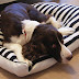 Striped dog bed DIY