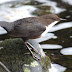 Dipper at Low Barns