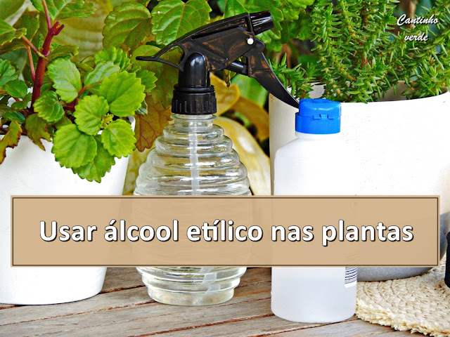 Usar álcool etílico nas plantas