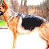 German Shepherd - German Shepherd Dog