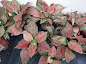 Aglaonema Favonian care