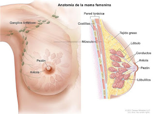 Anatomía y fisiología de las glándulas mamarias