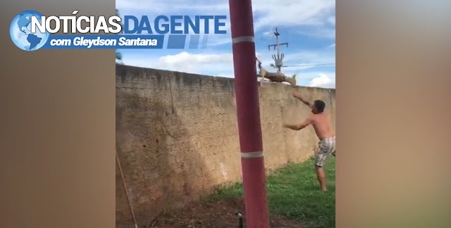 Vídeo: Homem arremessa cachorro por cima de muro