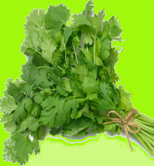 coriander leaves