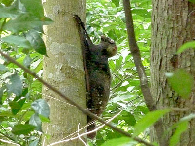 Malayan Colugo (Cynocephalus variegatus)