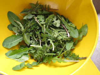 wild spring greens for salad