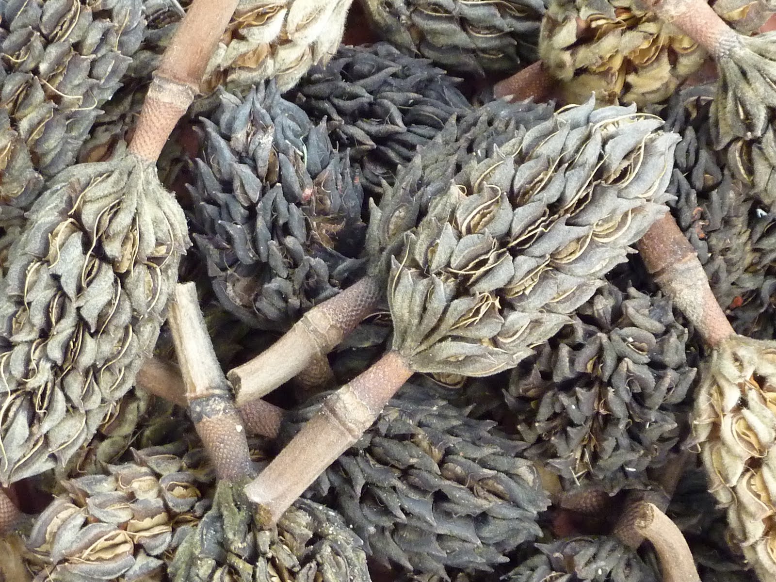 Magnolia seed pods