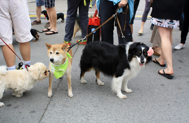 Woofstock Toronto 2012 in Photos by Omar Cherif, One Lucky Soul