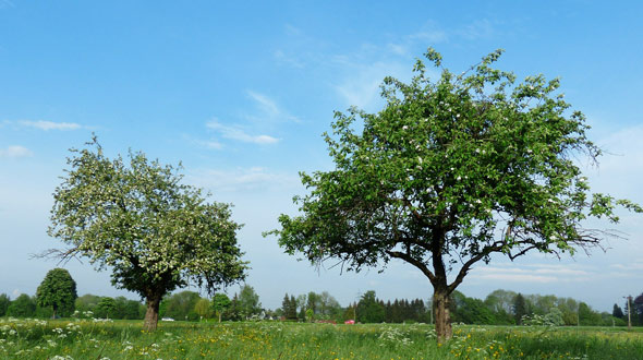 Regular sized mature apple tree spacing 30 feet between trees