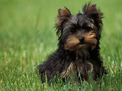 Australian Terrier Puppy Pictures