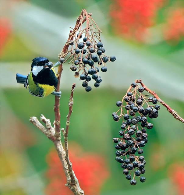 Stunning Bird Photography by John and Fish