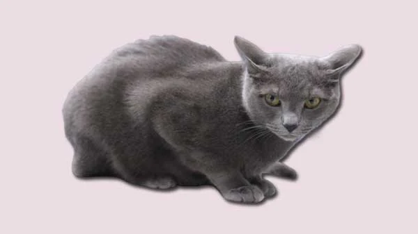 Russian Blue Cat Breed Information