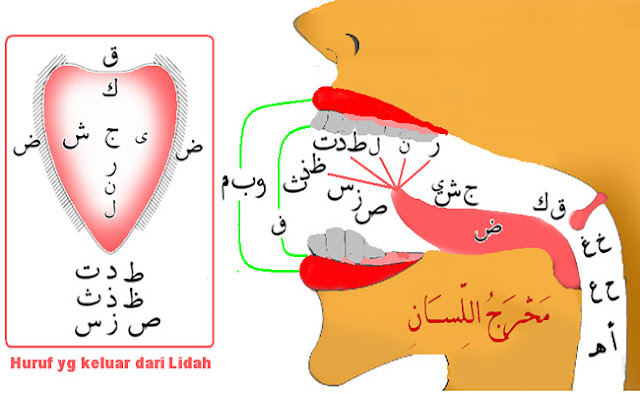 Kajian Tajwid Makhorijul Huruf 