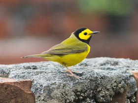 Hooded Warbler - Dry Tortugas NP, Florida