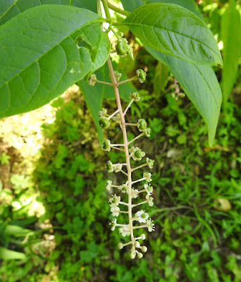 美洲商陸的花序