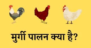 मुर्गी पालन क्या है? POULTRY FARM IN HINDI