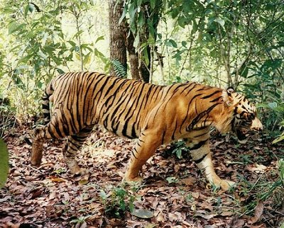 Gambar Harimau Jawa Gambar Keren dan Unik Wallpaper 