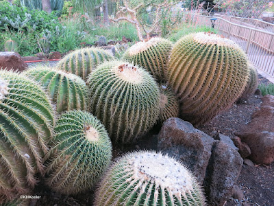 barrel cacti, Kapi'olani Community College cactus garden 