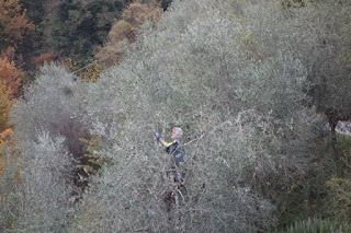 Trimming olive trees after the harvest