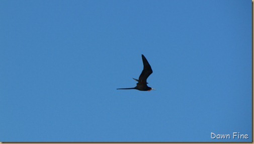 Pelican island nwr_185_thumb