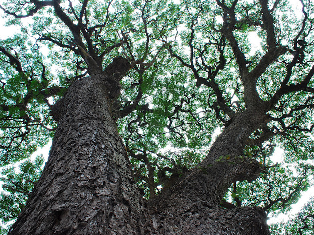 Pohon Kayu Suar Meh Trembesi Munggur Suar Wood