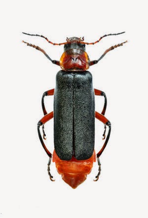  CANTHARIS  – காந்தாரிஸ்