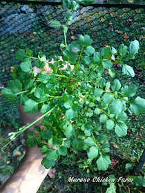 Garden weeds that can be fed to the chickens