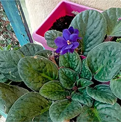 Le piante vintage consigli per coltivare le violette2