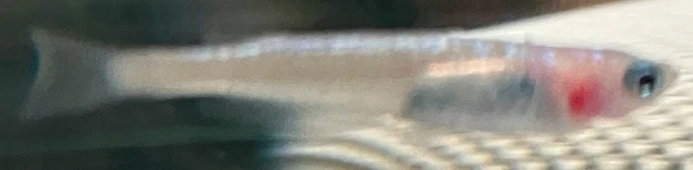 ラズリーメダカ 稚魚 １４７日目
