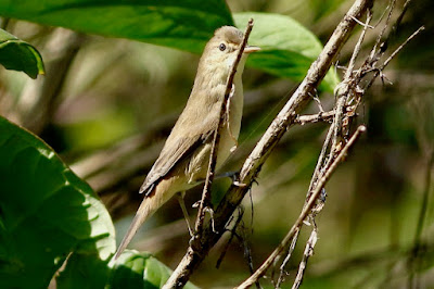 Blyth's Reed Warbler