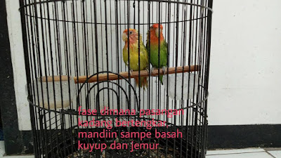 Terapi mandi untuk penjodohan lovebird