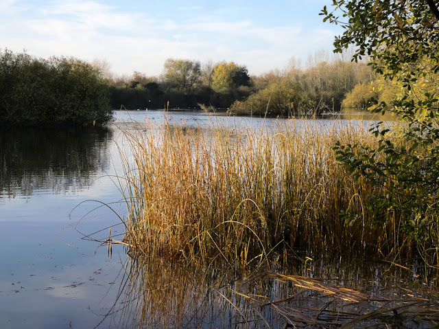 Brown reeds at the edge of Dickerson's Pit