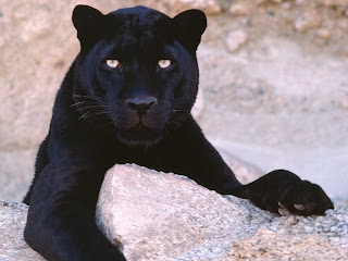 Black Leopard wallpaper