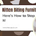 How to Train a Kitten Not to Bite Your Furniture (Without Losing Your Sanity)